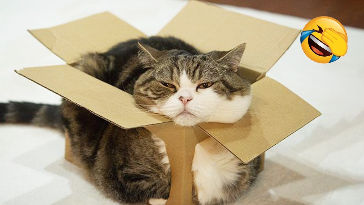 These CATS are too FUNNY! 🤣 | New Cat Videos 2026 Pop Cat Laugh
