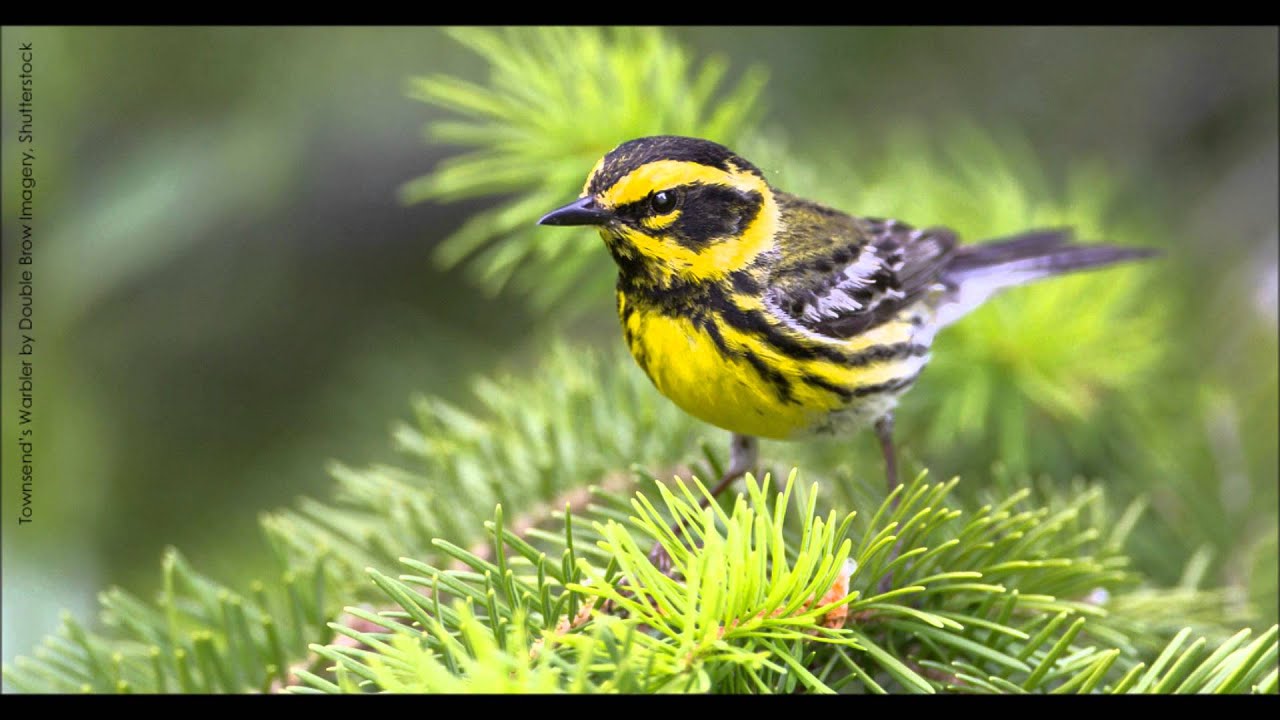 Townsend's Warbler Song