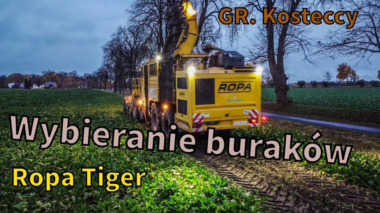 ⭐Kampania Buraczana ⭐ Kopanie Burak&oacute;w ⭐ Ropa Tiger 6 ⭐ Wtopa ⭐ Odw&oacute;z na 2 zstawy⭐ GR. Kosteccy⭐
