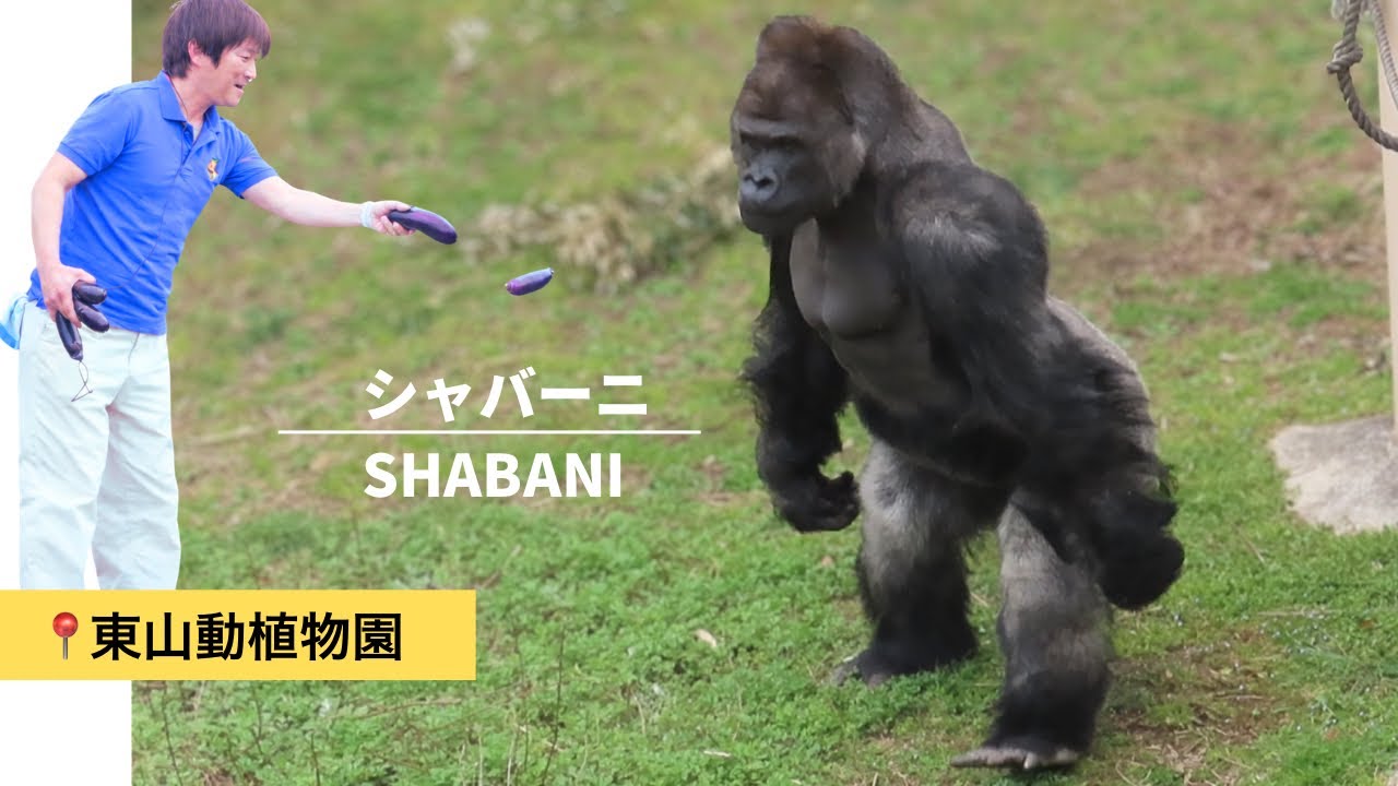 ヨーグルトが体に飛び散り不機嫌になるシャバーニ💢【東山動植物園】Shabani gets grumpy when yogurt splatters all over him