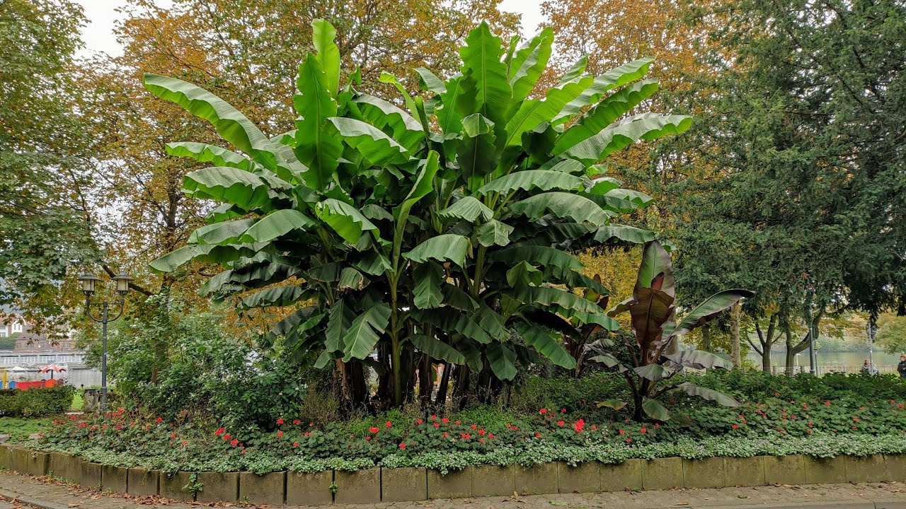 Different Bananas in Germany (Musa basjoo vs M. ensete = Ensete ventricosum Maurelii)