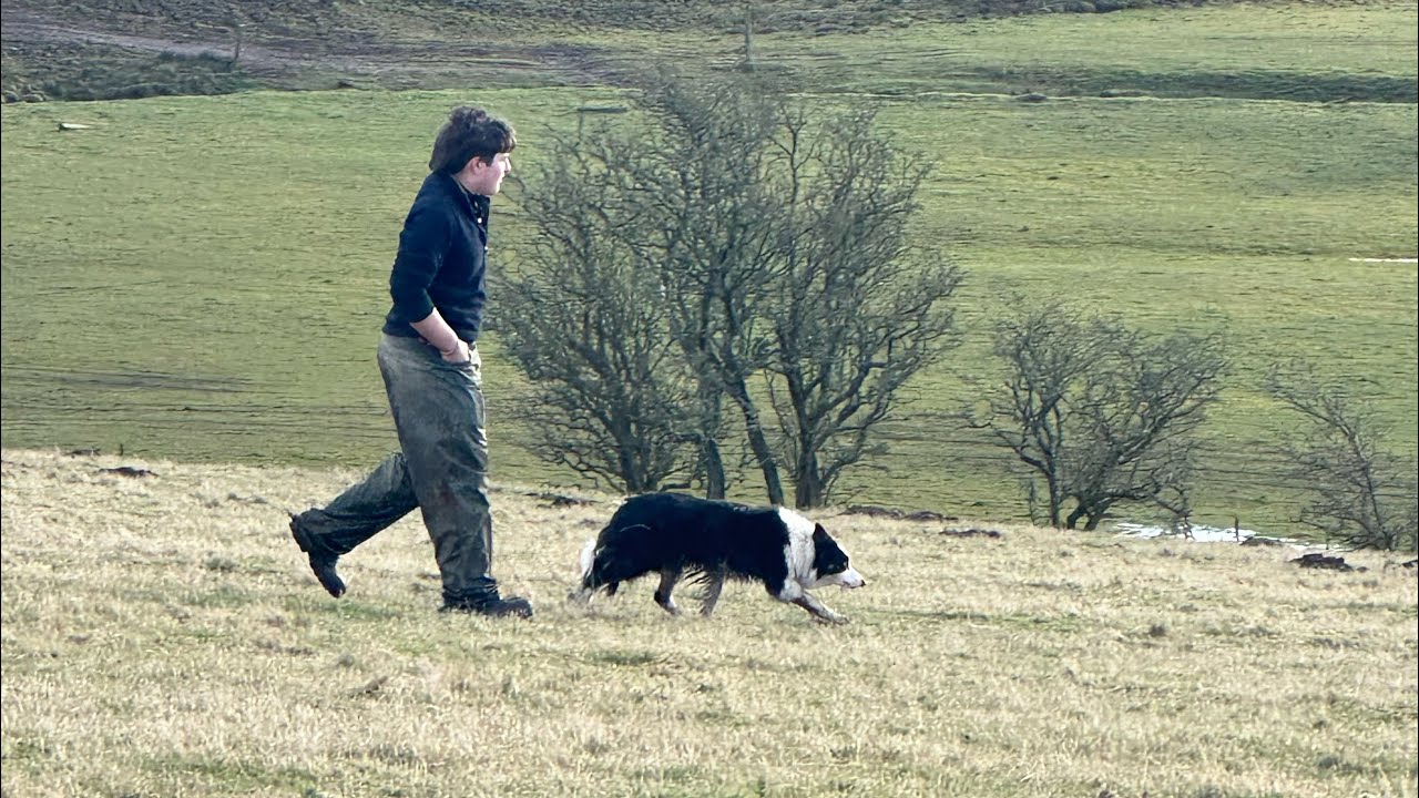 LAZONBY AUCTION, SHEEP SCANNING ELLIOTT’S HAPPY with TRADE. OOPS DAVID! 8thFeb-4thMarch 2025