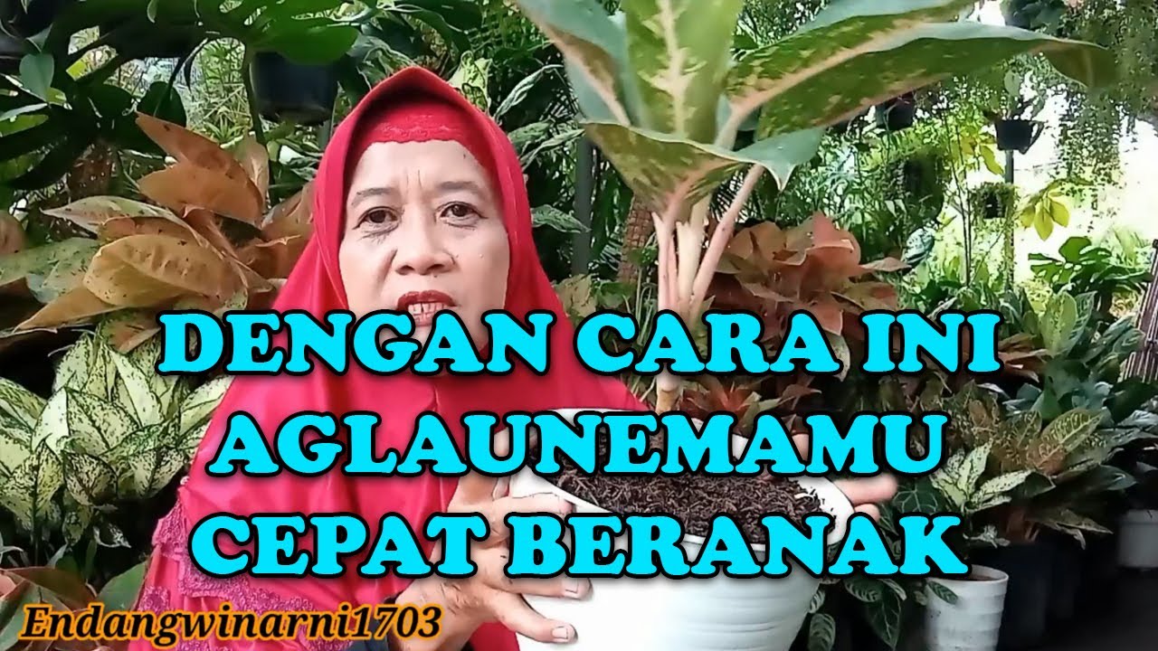 Cara jitu peranakan Aglaunema, membludak akarpun cepat gondrong