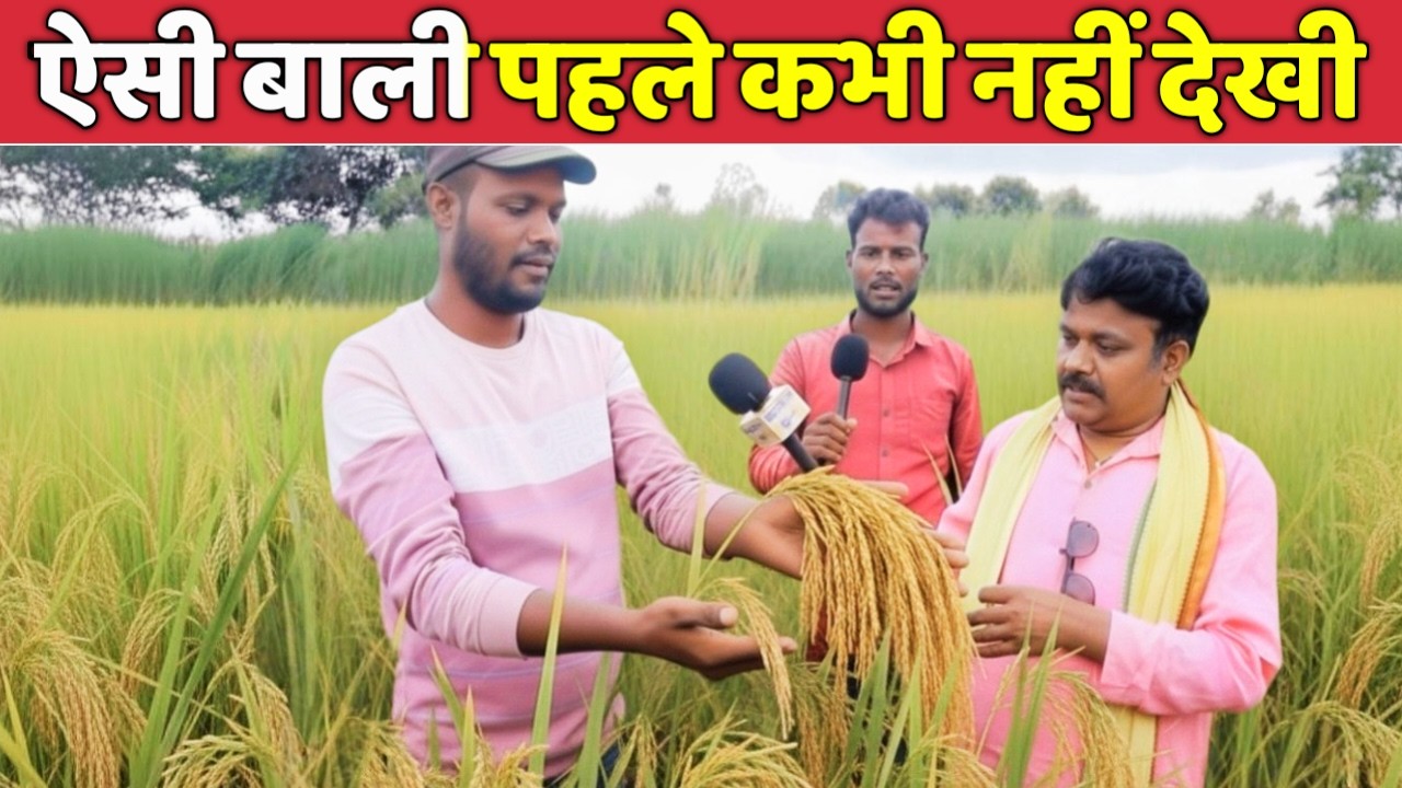 ये धान का फसल देख कर सब हैरान 😱।।Kranti Mix का कमाल देख किसान खुश 😍।।Farmer Story Chhattisgarh