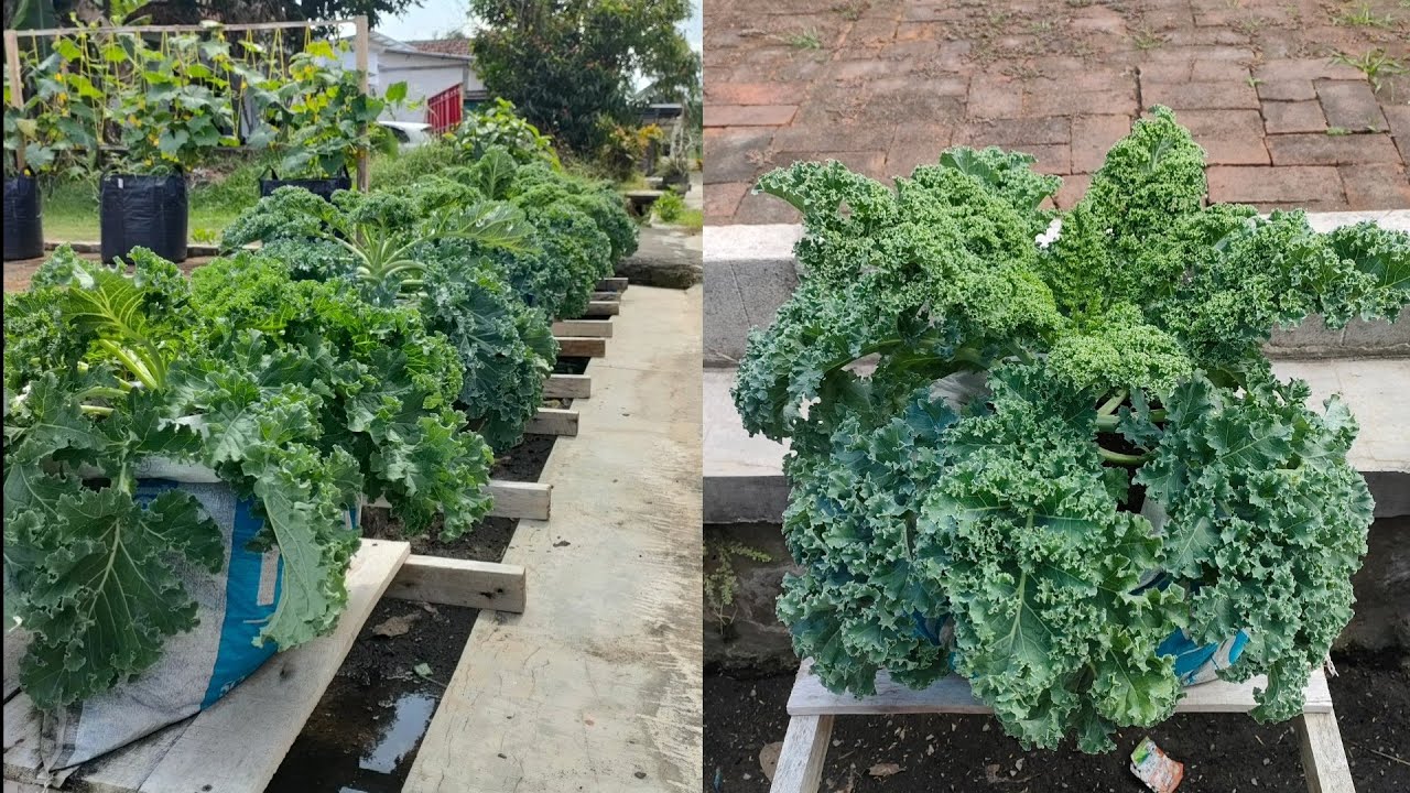 cara menanam kale blue scotch curled dari benih sampai panen || planting blue scotch kale  