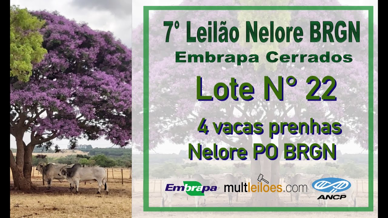 Lote 22 - 04 F&Ecirc;MEAS NELORE PO PRENHE