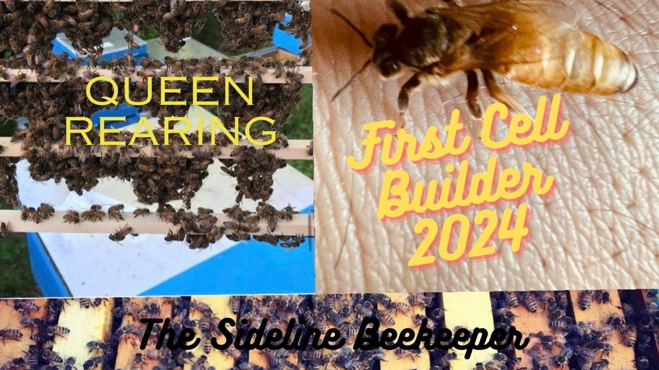 Beekeeping: First Cell Builder 2024 | Queen Rearing