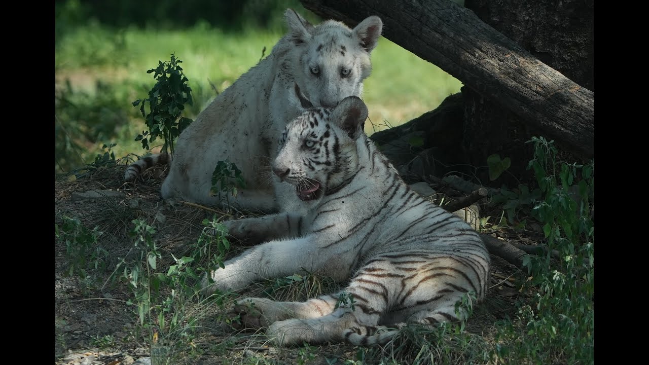 20230805 群馬サファリパーク ホワイトタイガー ~Japan Wild Kingdom Gunma Safari Park White Tiger~