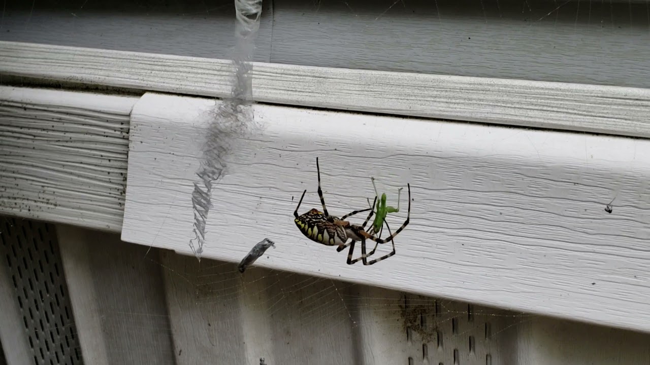 Banana spider eating grasshopper