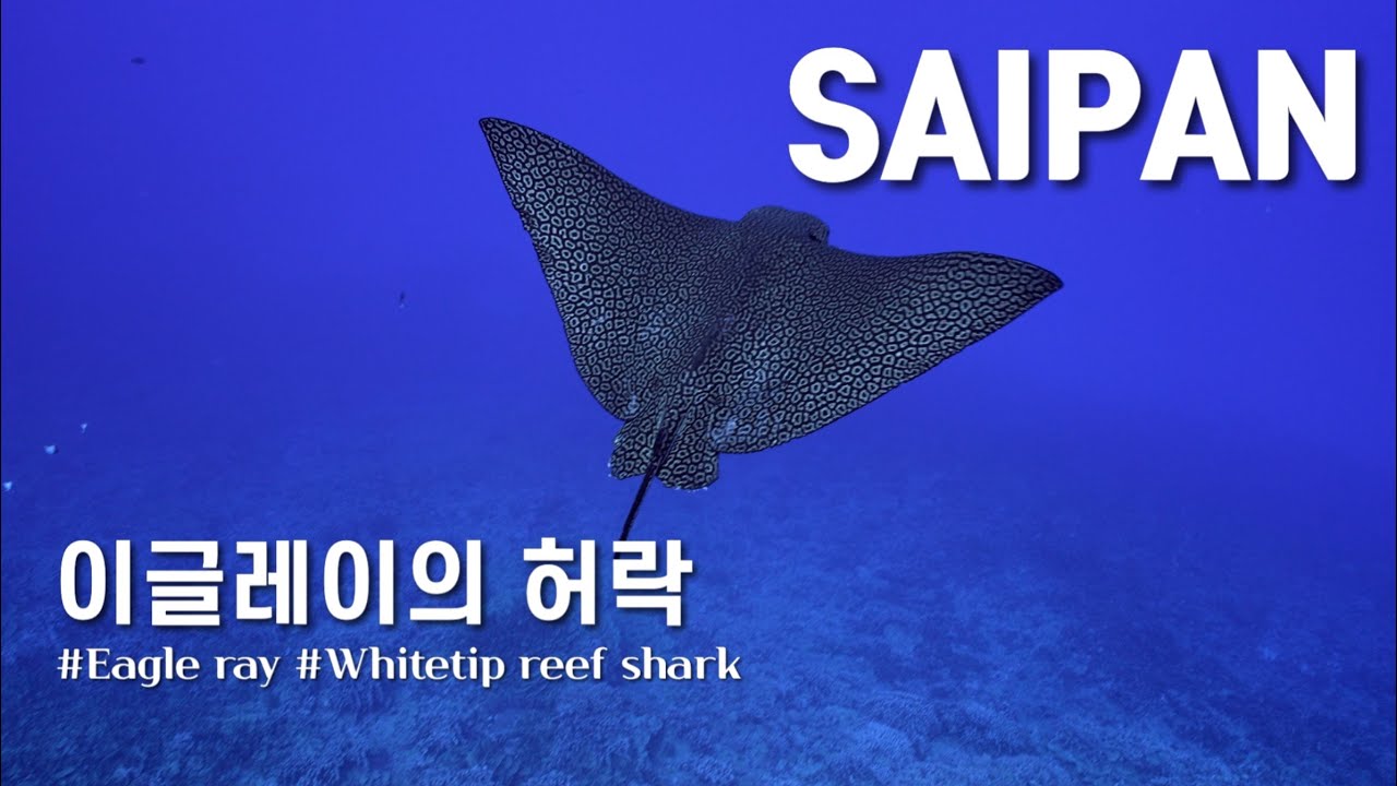 [4K] 가까워짐을 허락해 준 이글레이와 헤드스핀 초보 다이버들 l 사이판다이빙월드 l Saipan