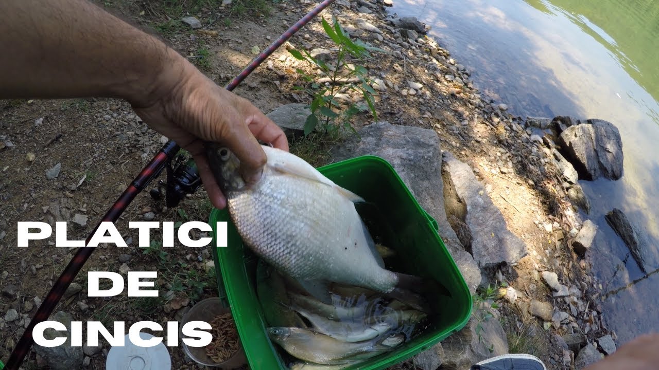 Platici de Cincis