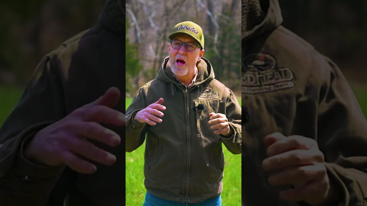 Is a clover plot the best option for your food plot goals?