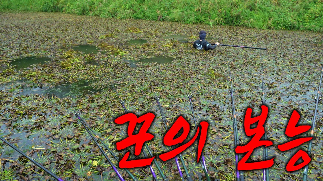 심장이 두근두근 뛴다! 낚시꾼의 작업 본능 마름수초 붕어낚시 / 낙동강 신기리수로 송당정사 독동수로 포인트 상황