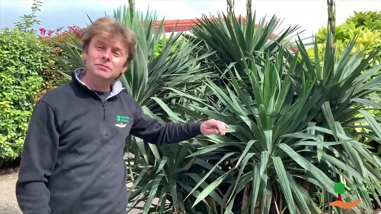 Taille expliquée d'un Yucca