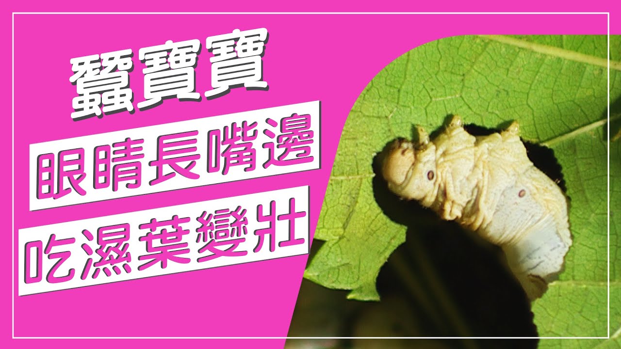 蠶寶寶眼睛長在嘴巴旁！？吃濕桑葉反而長得壯！？很多人小時候都養過蠶寶寶，如果沒有這位養蠶教父，全台國小生都不能上自然課了，全台唯一養蠶人，振興台灣蠶業，帶大家認識不一樣的蠶寶寶！【畜產養殖真有趣】