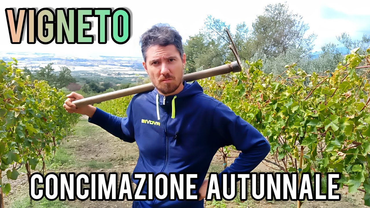 Concimazione autunnale della vite: falla dopo la vendemmia!