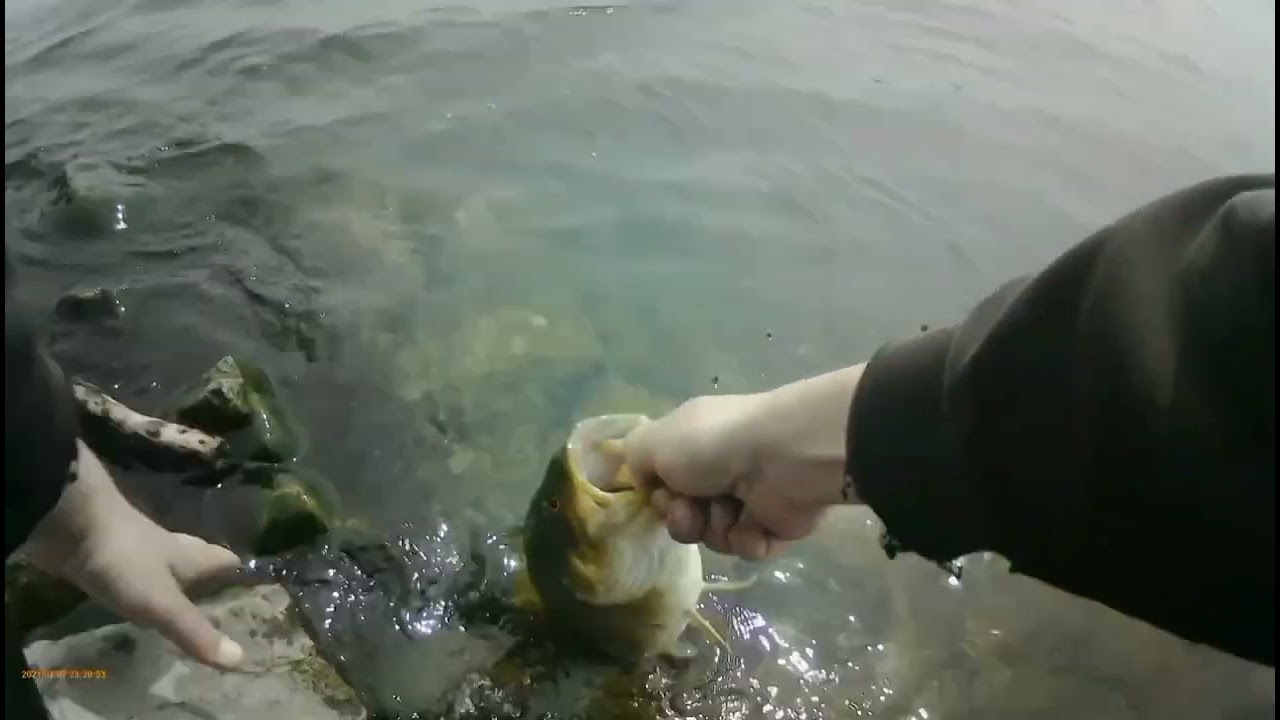 catching smallies on Mr greens custom cranks right in the 6 ! urban fishing !