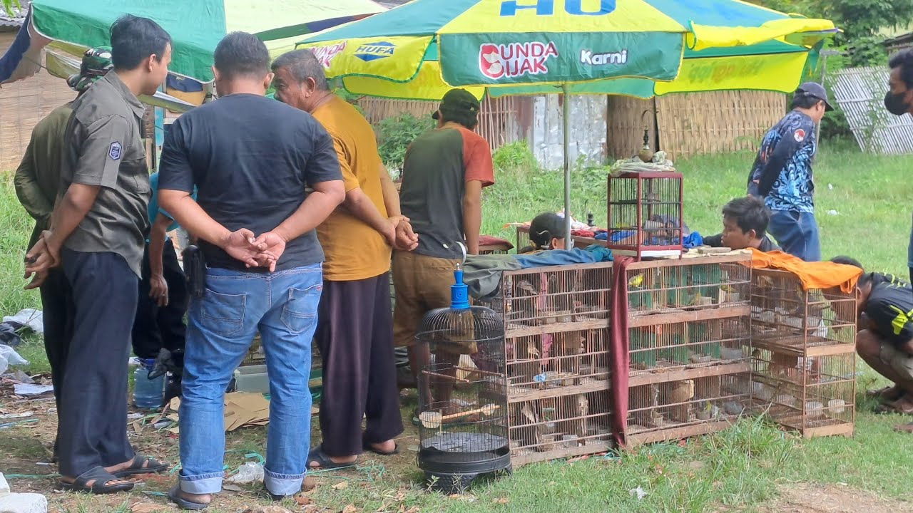 EPEK DOMPET LAGI LOBET HARGA JUAL DI BATING ASAL LAKU 