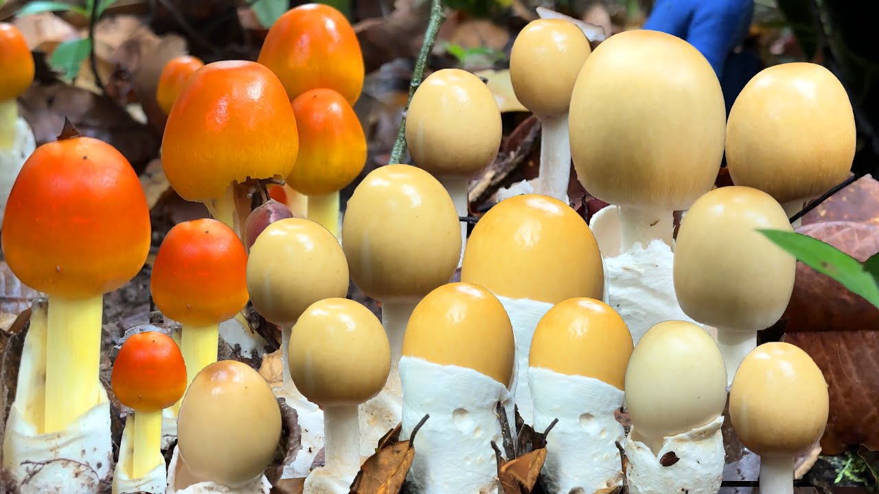 อลังการงานเห็ด!! เปิดมาฟินมาก เห็ดดอกใหญ่สีสวย สะใจขาเห็ดที่ภูบก บ้านคำบาก ต.ห้วยข่า 10 กรกฏาคม 2567