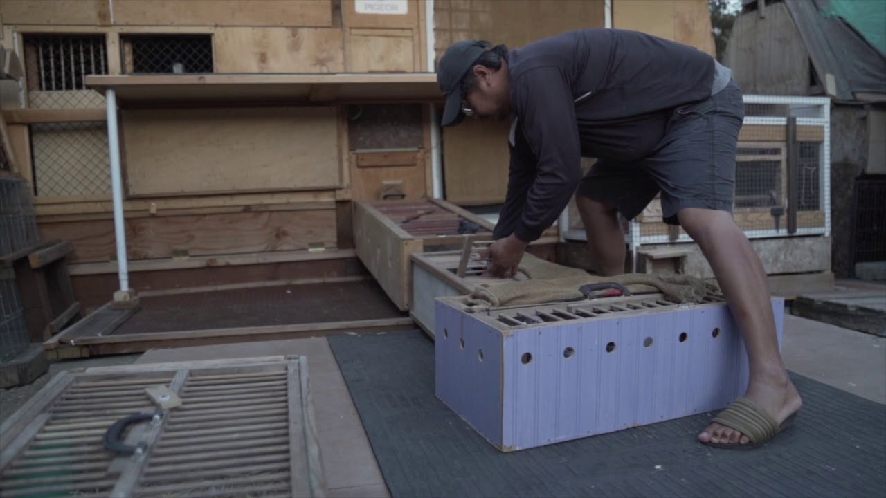 The Racing Pigeon Man