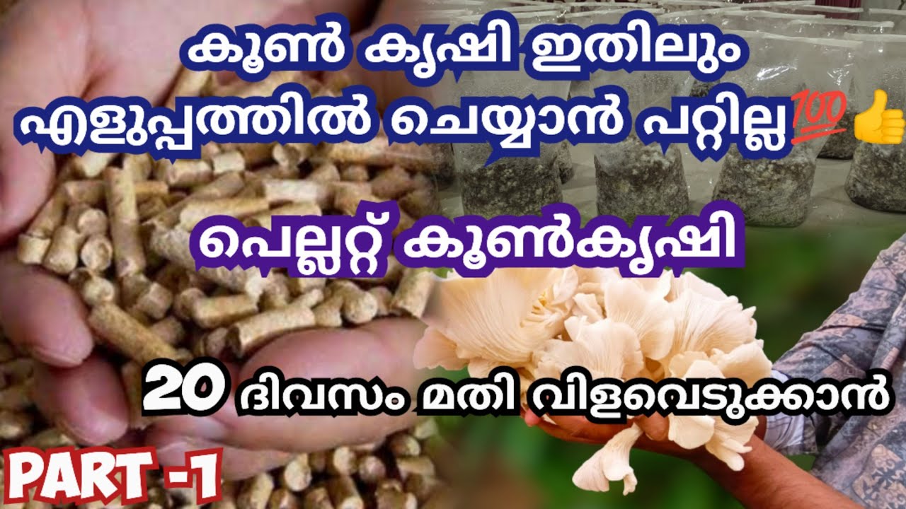 Я и не думала, что выращивать грибы будет так легко 😳 выращивание грибов в гранулах #грибоводство.