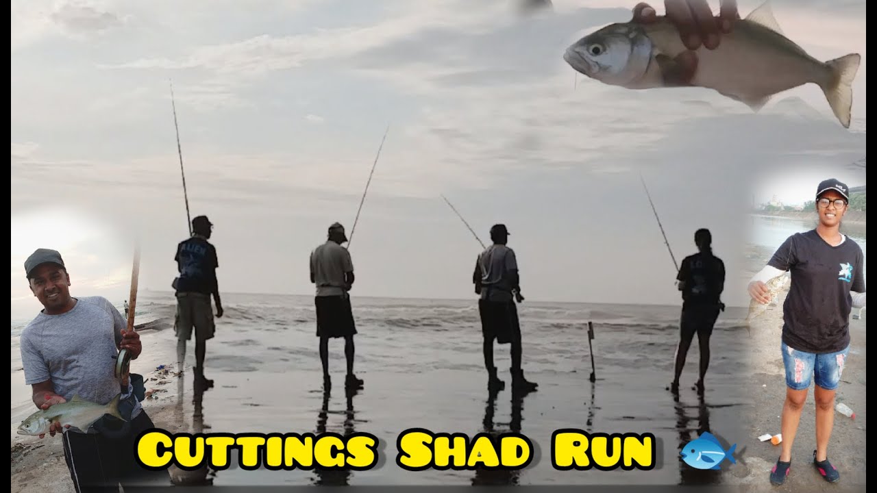 Канал для чеканки 🌊Shad Action🐟🎣