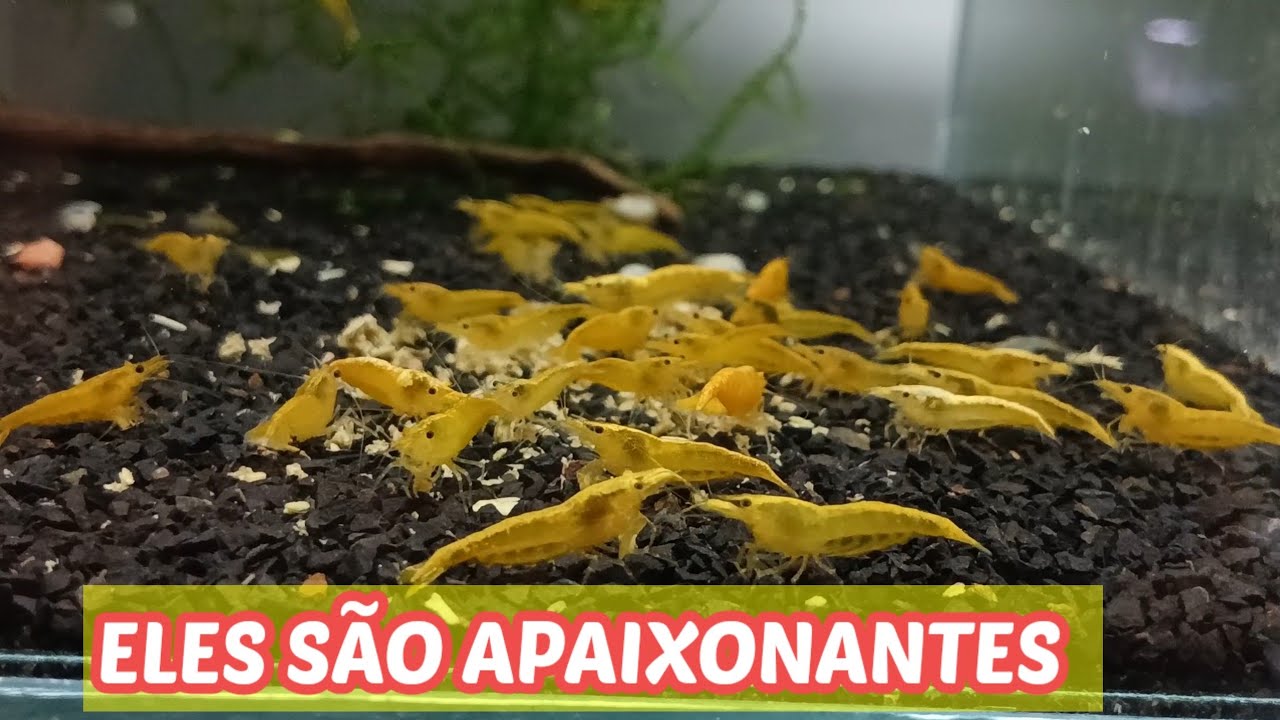 MEUS CAMARÕES DA LOJA SÃO OS MELHORES, VEJA POR QUE