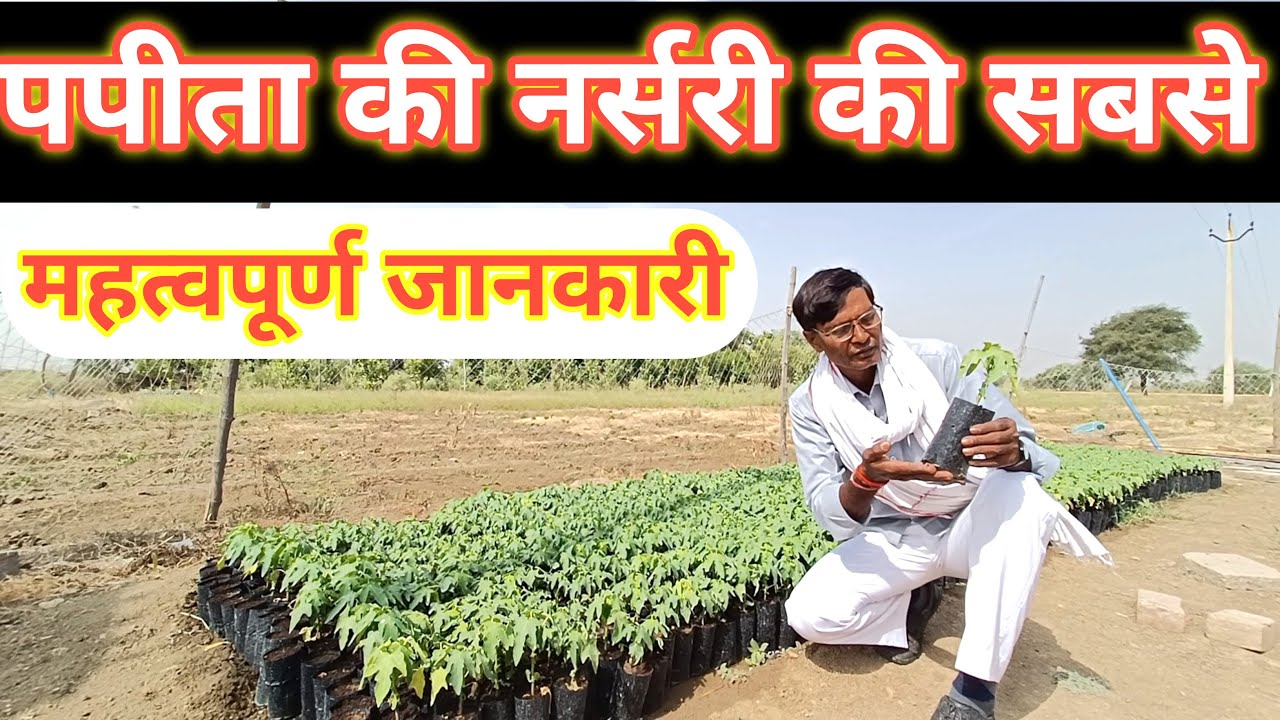 Papaya farming papita ki kheti पपीता की नर्सरी की सबसे महत्वपूर्ण जानकारियां ...