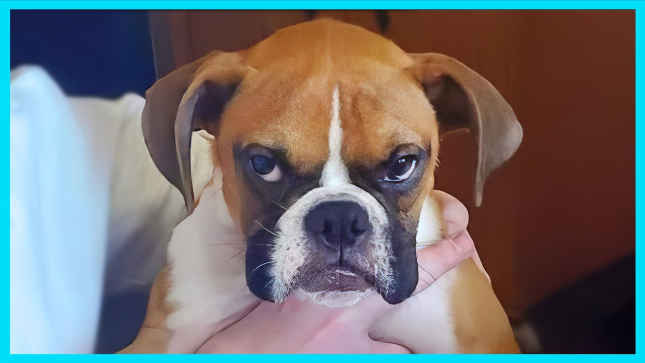 🐶 Some dogs were born to be comedians! 😂 Funny Animals 2026