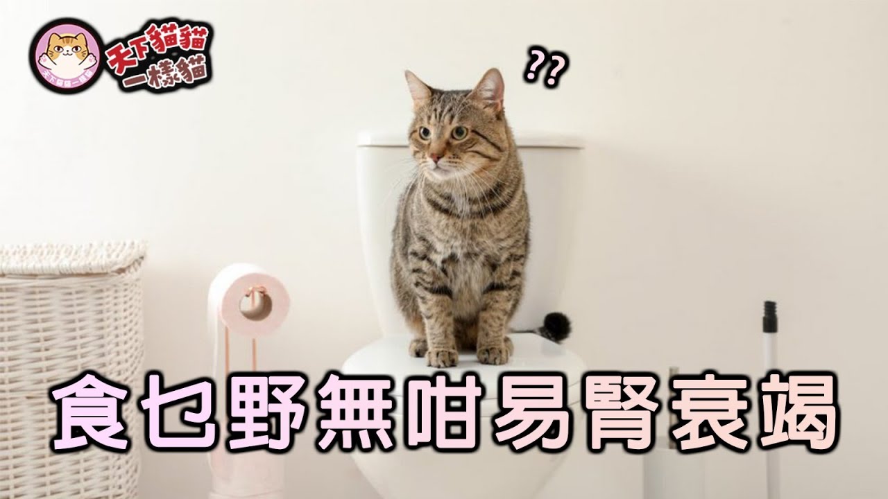 食乜野無咁易腎衰竭