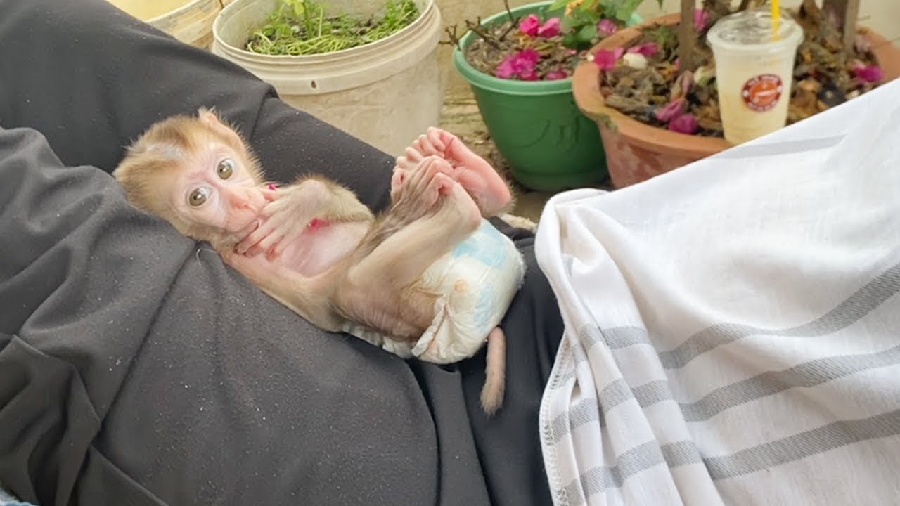 How Sweet Lil BB DORN Sleep On Mom Lap Relax On Hammock