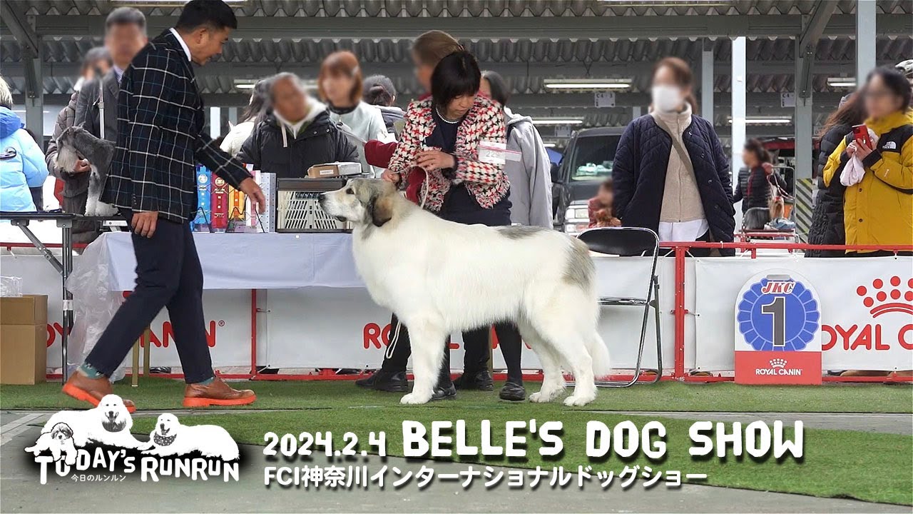 ベルのドッグショー　FCI神奈川インタナショナルドッグショー2024　Great Pyrenees　グレートピレニーズ