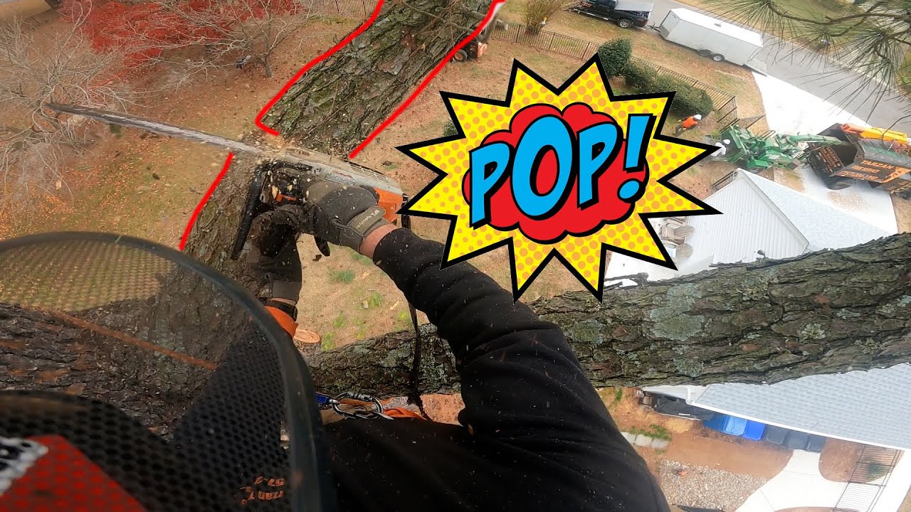 Cut, Wait, Repeat – The Slowest Pine Removal Ever