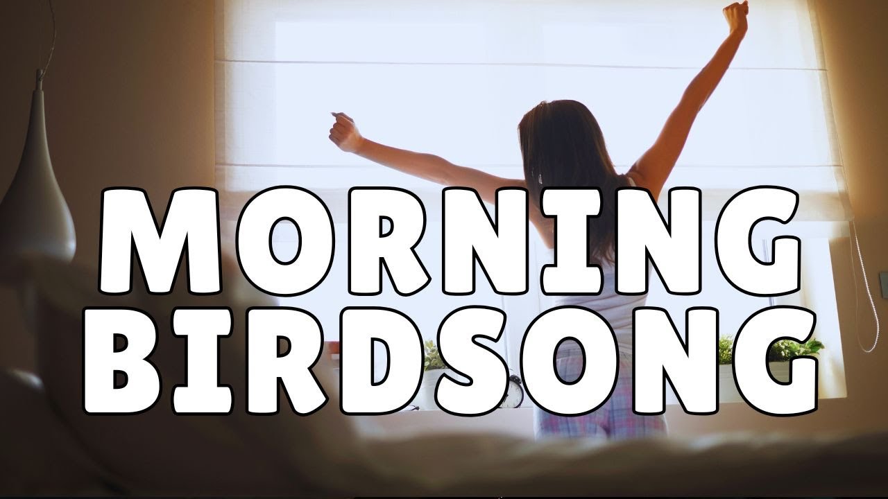 Morning Forest Birdsong 🌲🐦 | Peaceful Sunrise Ambience & Relaxing Nature Sounds for Focus & Sleep