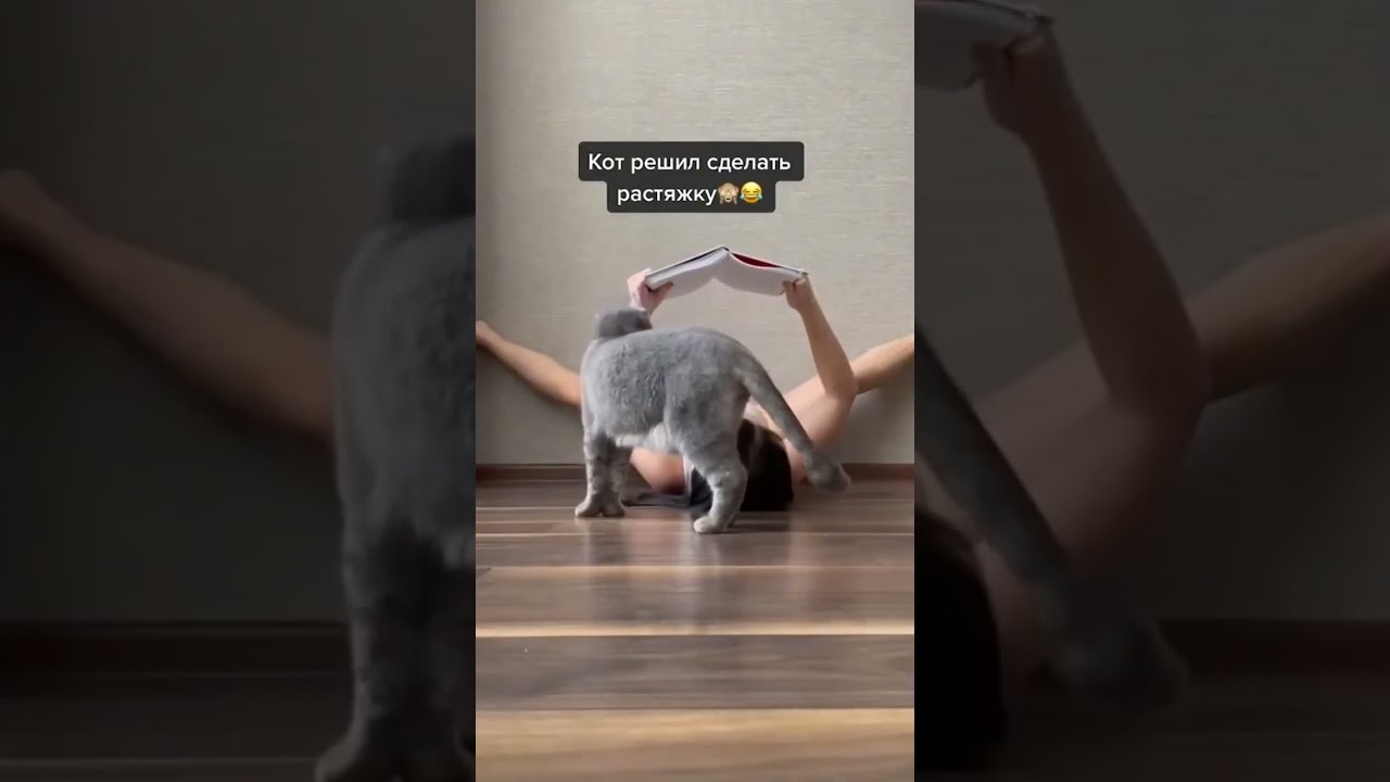 Oto dlaczego koty są chaosem #śmieszne #kot #życiezwierzaka