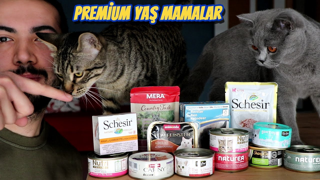 PREMİUM YAŞ KEDİ MAMALARI KIYASLAMASI 😻 (En İyi Kedi Mamaları)