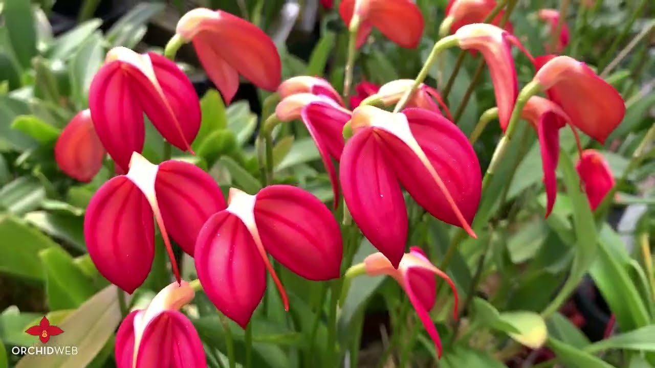 OrchidWeb - Masdevallia ignea