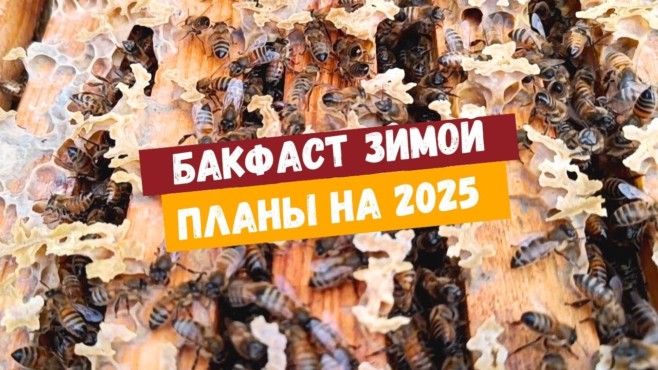 Пчелы БАКФАСТ зимой. Продажа