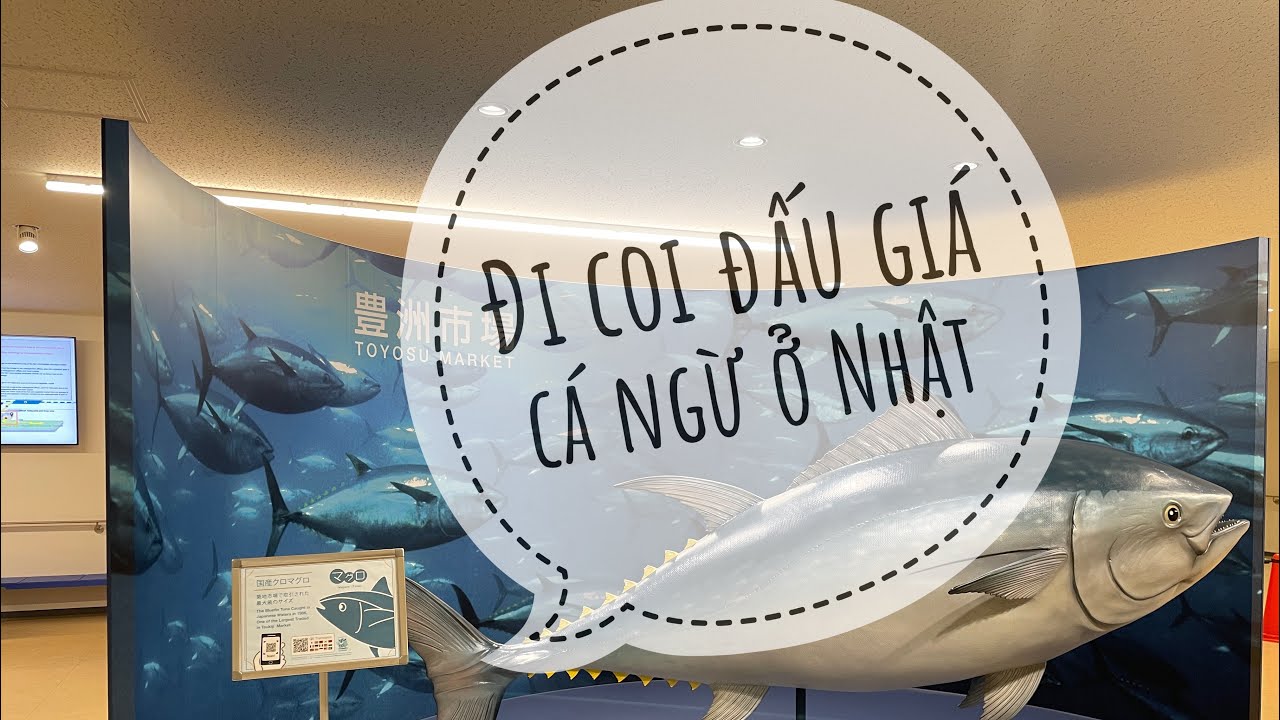 Vlog - Đi coi đấu giá cá ngừ ở Nhật (Toyosu Market)