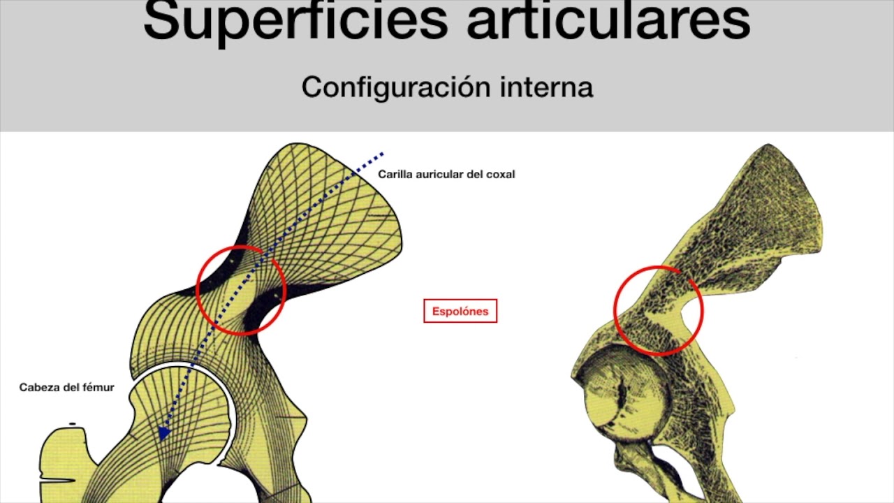 Articulación coxofemoral.