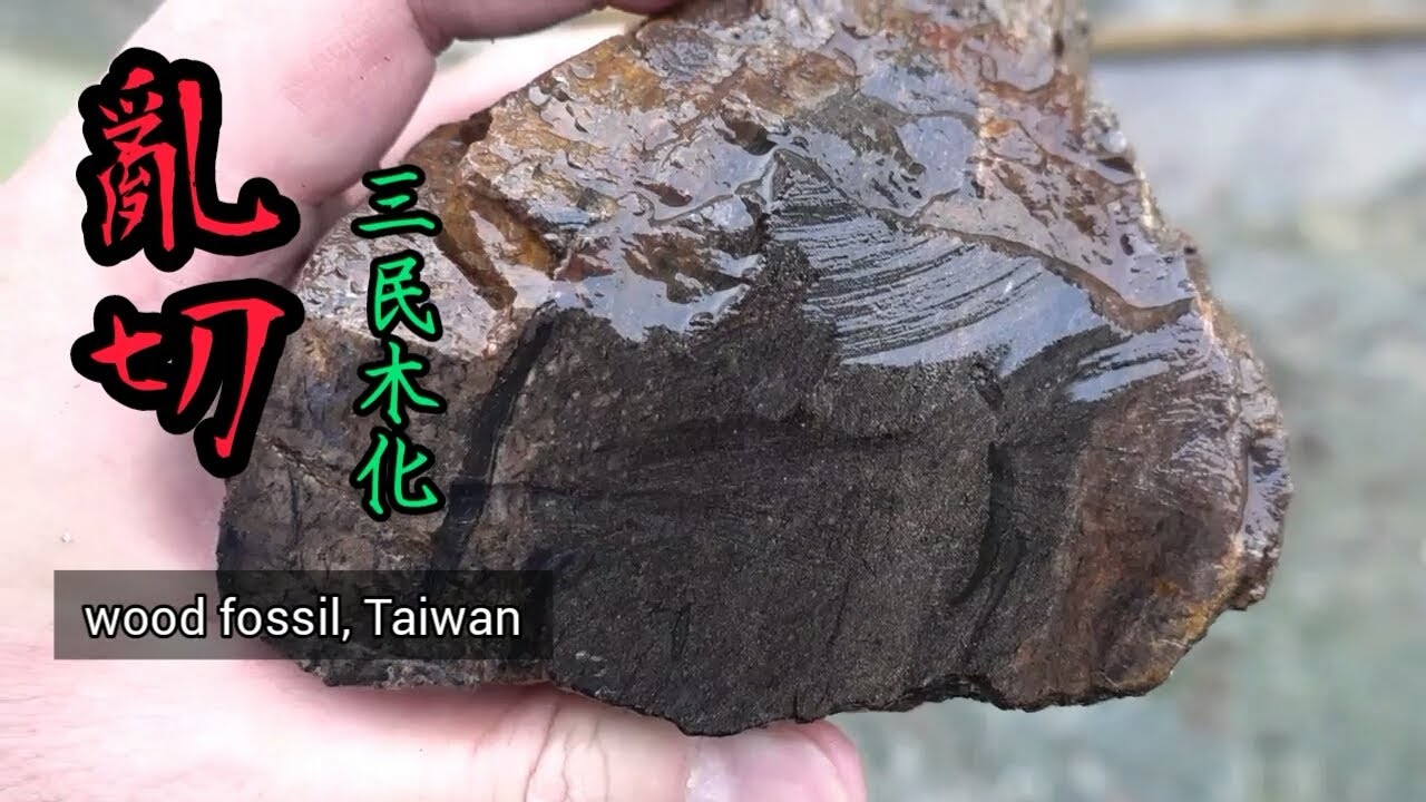 【力克行腳】亂切～三民木化石(Wood fossil ,Taiwan)