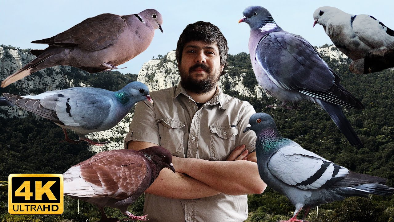 PALOMAS Y TÓRTOLAS EUROPEAS | SONIDOS DE CADA ESPECIE | DATOS E INFO | PARTE 1