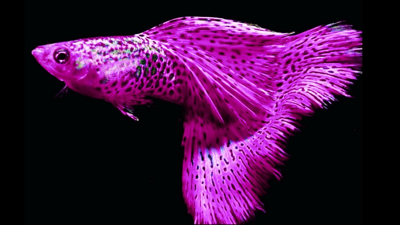 15 Most Expensive Beautiful Guppy ||Beautiful Guppy Everyday-Guppy channel|Fish KEEPING TIPS|