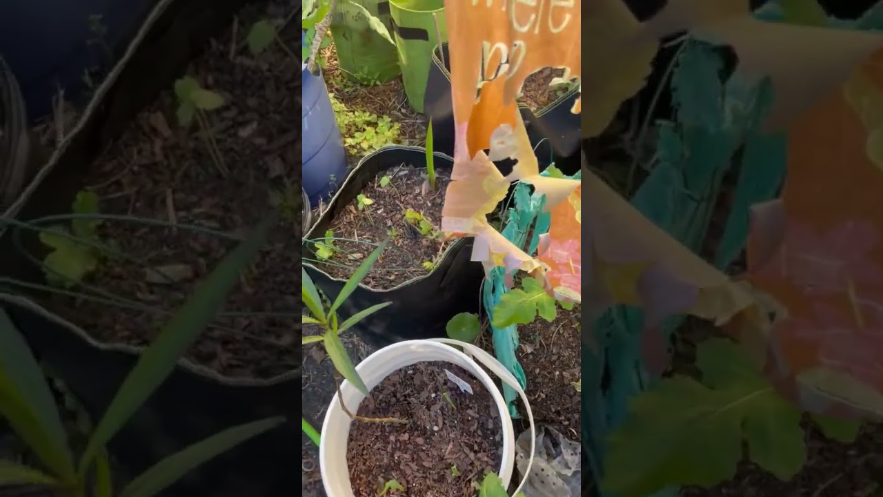 Spring 2023 garden walk through. #spring #gardening #growyourfood #smallhomestead #garden#plants