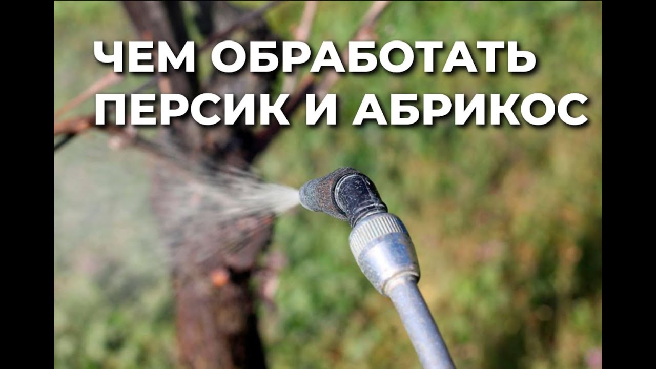 Нужна ли обработка бордосской смесью?
