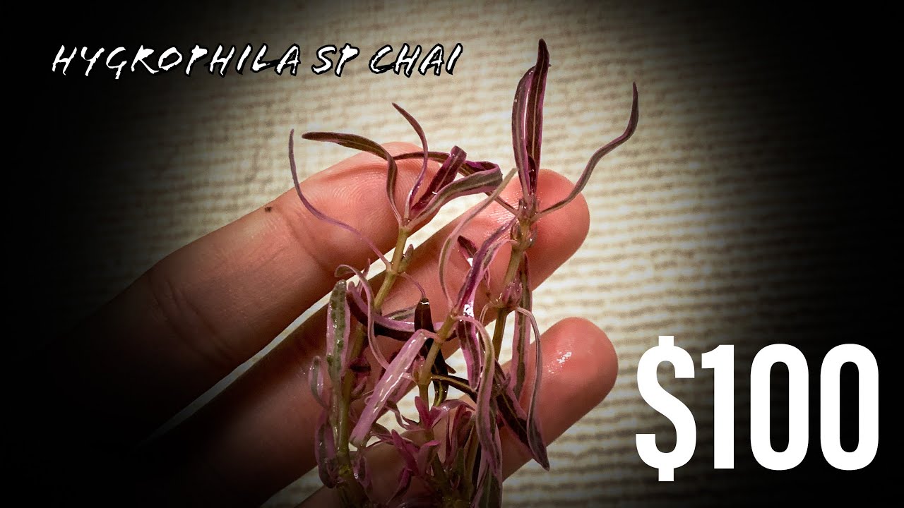 HYGROPHILA LANCEA 'ARAGUAIA' SP CHAI RARE PLANT UNBOXING