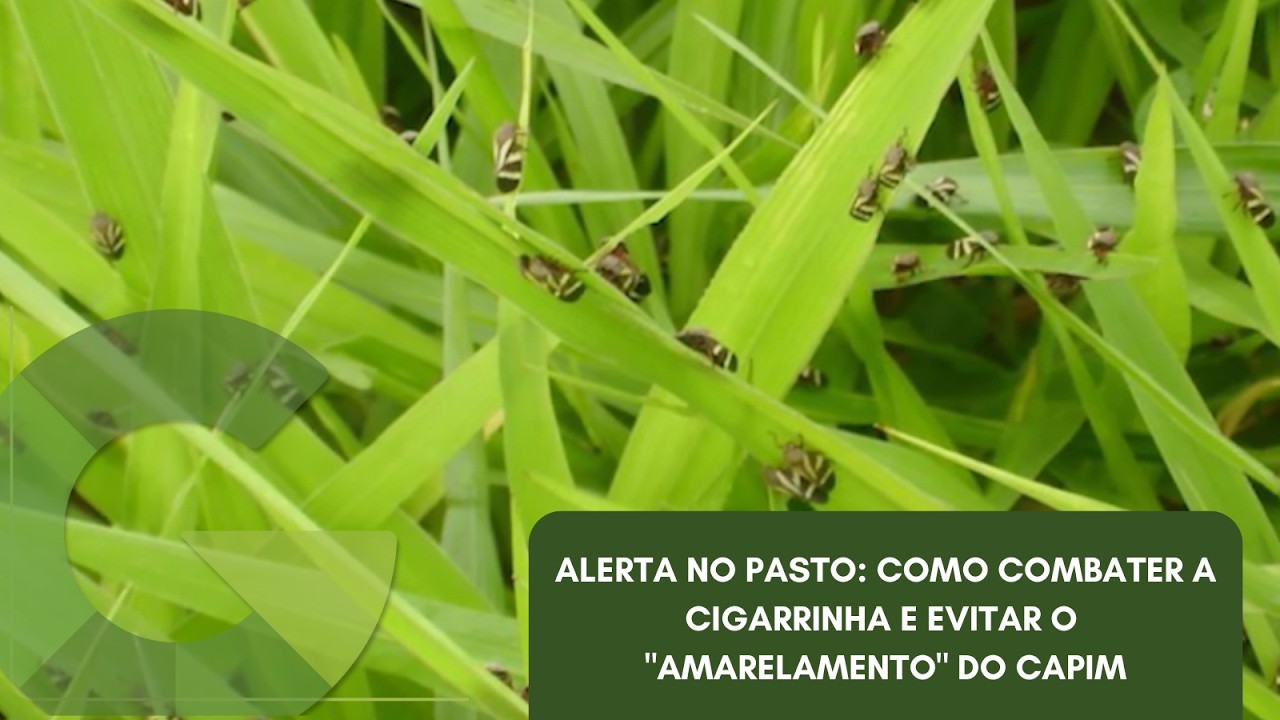 ALERTA NO PASTO: COMO COMBATER A CIGARRINHA E EVITAR O 