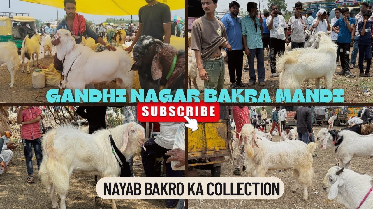 BHOPAL GANDHI NAGAR BAKRA MANDI - 11 MAY 2025 #foryou #sastebakre #viralvideo #gandhinagarmandi #eid