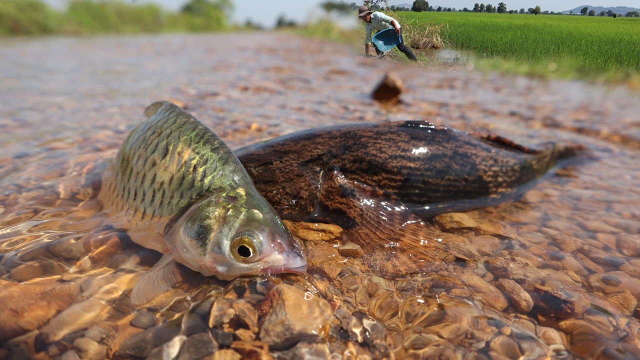 wow wow wow! catch a lot of fishes by hands when flood season
