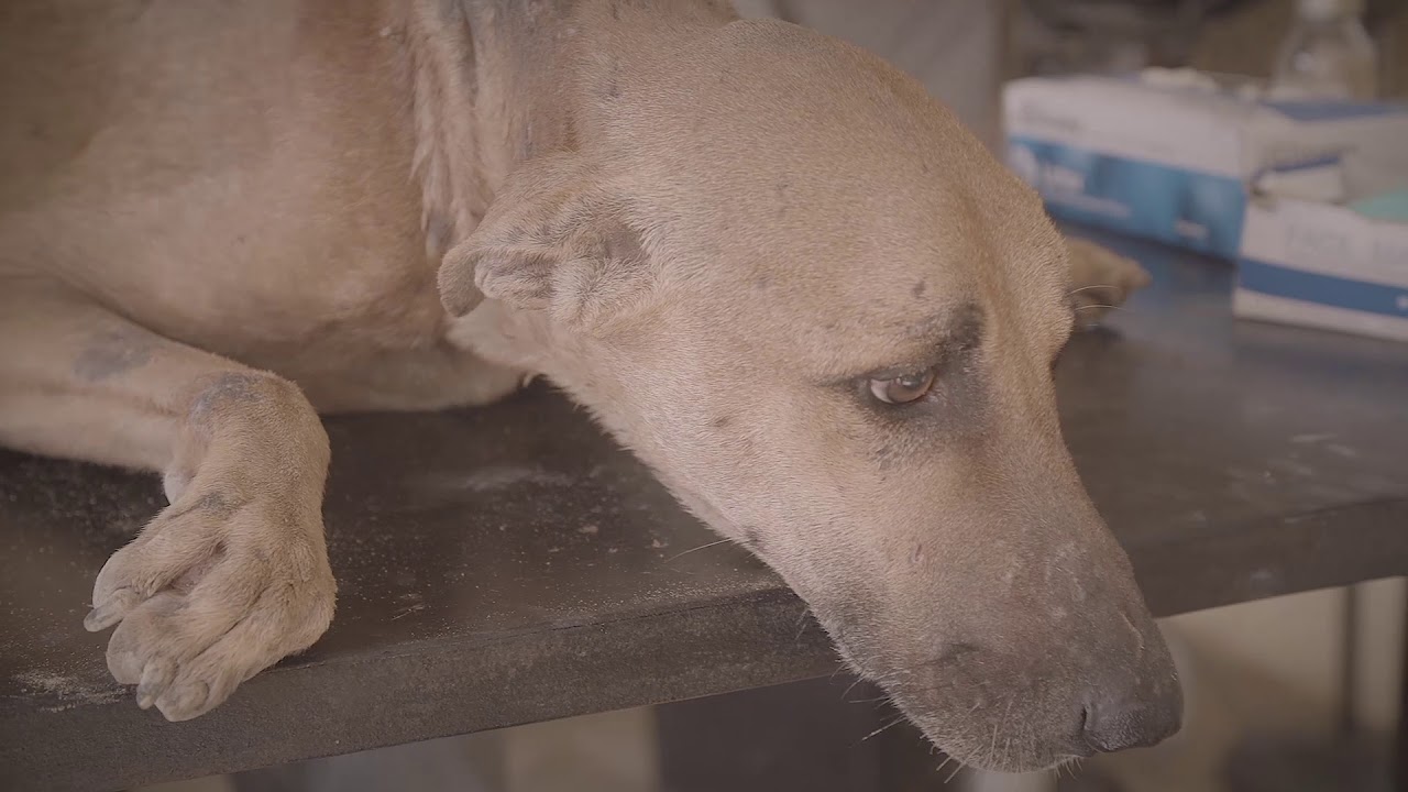 The Beginnings of Animal Welfare in Pakistan - ACF Animal Rescue